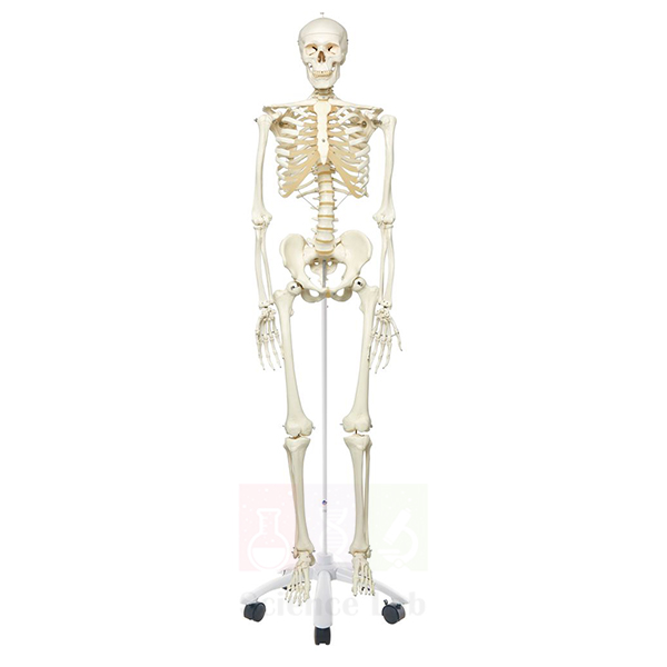 Human Skeleton, Rod-Supported
